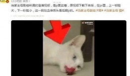 网友爆料猫咪死了视频,网友曝视频见证悲伤瞬间