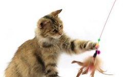 猫神爆料自己参训的视频,揭秘电竞选手日常训练幕后